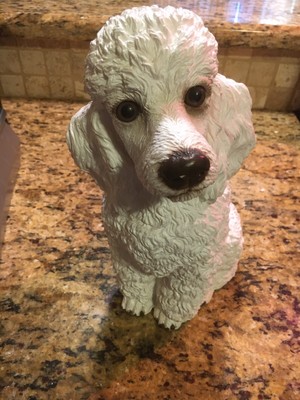 large white poodle