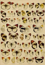 Adalbert Seitz Butterflies Teracolus Lithograph Large Butterflies of the Earth