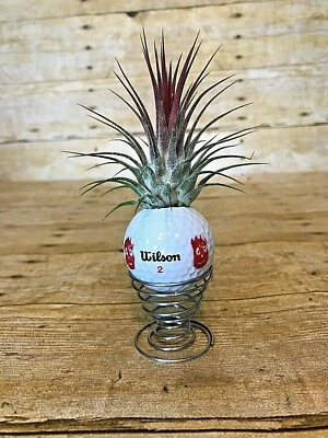 WILSON CAST AWAY VOLLEYBALL GOLF BALL WITH AIR PLANT AND STAND TOM HANKS ⛳ART⛳
