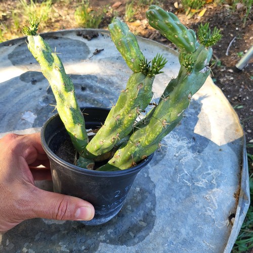 Texas Tree Cholla Hardy Cactus Cylindropuntia imbricata One rooted segment