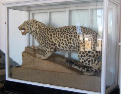 EXTINCT UNGIJA ZANZIBAR LEOPARD GLOSSY POSTER PICTURE PHOTO PRINT BANNER 9485