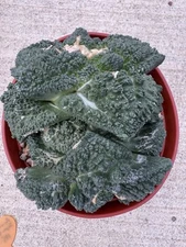 A-  Super Godzilla Double Header 6” Pot Grafted