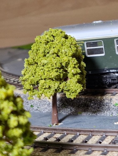 20 Dark Yellow Green Deciduous Trees, 75 mm Tall - Picture 16 of 18