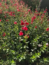 Organic Live USA Red Autumn Sage (Salvia Greggii) Cuttings
