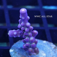 WWC ALL STAR (color of frag is the true color)
