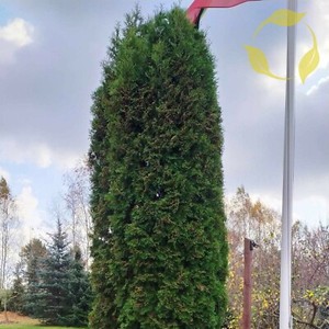 dünger für thuja bäume Purgrün Thuja-Dünger 1 kg main image 1