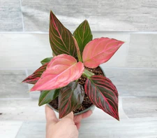 Aglaonema Mojo Red, Chinese Evergreen, Lush Foliage, Air-purifying in 3" pot