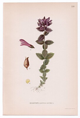 1926 Lindman Botanical Flower Print, Alpine Bartsia, Velvetbells