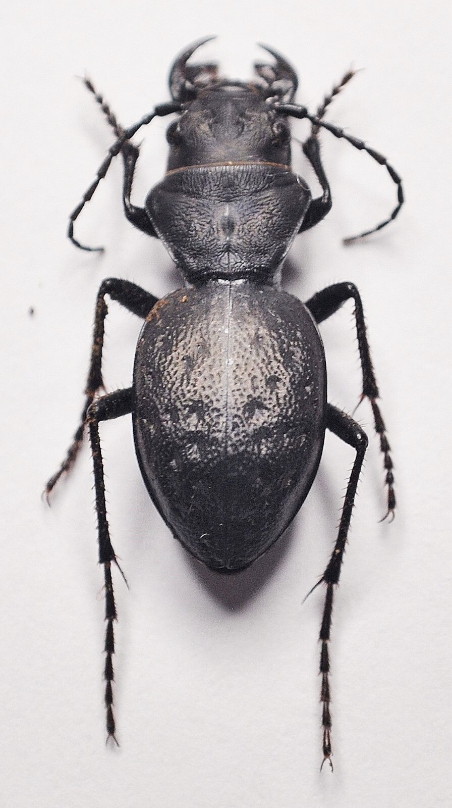 Carabidae: Cicindelinae: Omus dejeanii from Pacific Northwest. Rare, A1