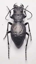 Carabidae: Cicindelinae: Omus dejeanii from the Pacific Northwest. Rare, A1