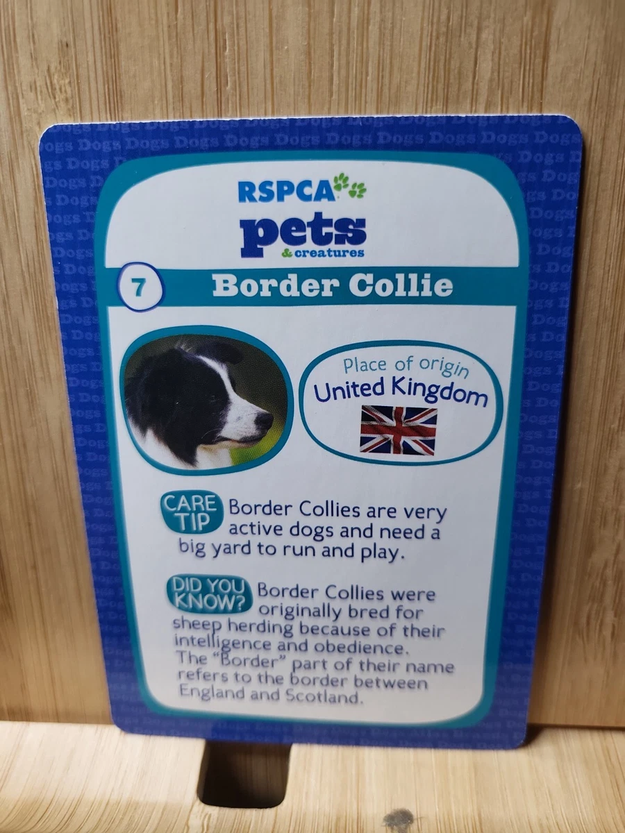 Trading post best sale border collie puppies