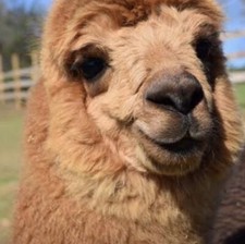 BIRD NESTING 100 ALPACA FIBER Raw ORGANIC Soft Hummingbird Material 1 Galon Bag