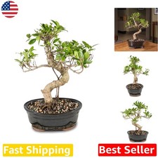 Live Ficus Bonsai Tree 16" Tall Beginner Friendly Low Maintenance Ceramic Pot