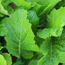 Florida Broadleaf Mustard Seeds, India, NON-GMO, Garden Growing, FREE SHIPPING