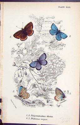Old Print Polyommatus Thetis Plebeius Argus Butterflies 1896 Lloyd Kirby 19th
