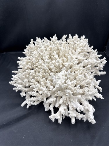 VTG Large Natural White Branching Coral Reef Decor Ocean Sea Aquarium 10”x10”x5”