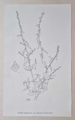 C.E. MOSS Atriplex Glabriuscula Small Form (1914 Botanical Illustration)