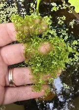 Live Freshwater Aquarium Plants Variety Pack   Low Maintenance  Hardy