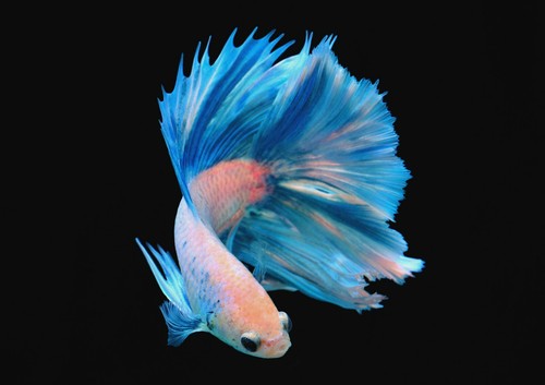 A1 Japanese Fighting Fish Poster Art Print 60 x 90cm 180gsm Beauty Gift #15149