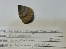 Calliostoma Annulatum.  Purple Ringed Top Snail.  Coll in Southeast Alaska. 23m