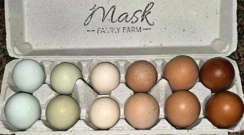 12 Fancy Hatching eggs- Black
