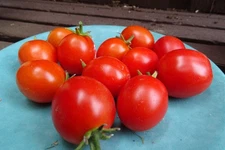 Pomodorini di Sardegna Tomato - authentic Greek tomato for salads and sauces