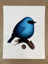 Verditer Flycatcher by Mike Mitchell xx/600 Fat Birds 8” x 10” inches
