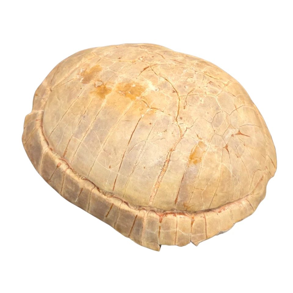 FOSSIL TURTLE STYLEMYS NEBRASKENSIS OLIGOCENE SHELL SOUTH DAKOTA - Image 4 of 4