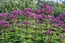 50 Mixed Colors JOE PYE WEED Eupatorium Maculatum Flower Seeds