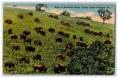 c1940's Herd Of American Bison Scene Trexler Game Preserve Allentown PA Postcard