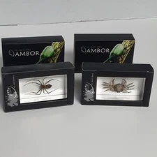 Ambor Spider and Spider Crab In Acrylic Lot Of 2 Insect World Science Homeschool