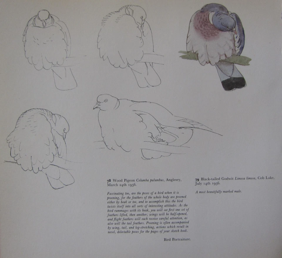 Magnifique Impression D'Oiseau Vintage ~ Étude De Pigeon En Bois ~ Tunnicliffe - Photo 1/1