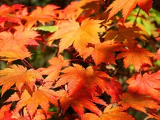 Acer japonicum 'Vitifolium', 50 seeds !!!