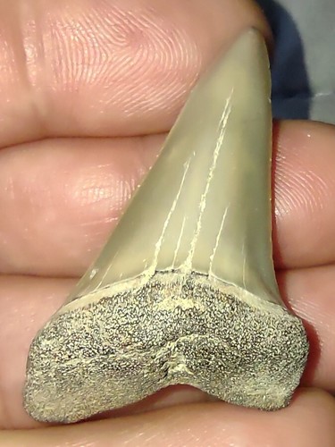Real Fossil Lee Creek Aurora Extinct Great White Mako Shark Tooth Sharks Teeth - Picture 4 of 8