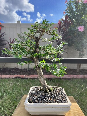 Premna Bonsai - Mature tree with Exposed Roots Great Ramification, Nice  Movement | eBay
