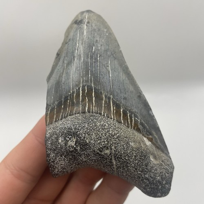 #ad Megalodon Tooth REAL Shark Tooth Fossil Venice Florida 3.79” SHARK TOOTH $64.99