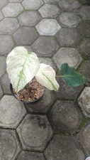 Real Picture Monstera White Devil Monster Variegated 2 Leaves Rare Plant