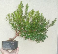 Common Myrtle Myrtus Communis Pre Bonsai Dwarf Shohin Nice Trunk & Nebari