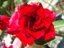 5 semi di Adenium obesum "Doungdee" Rosa del deserto "semi freschi "