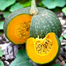 15pcs Kabocha Squash Seeds Japanese Green Pumpkin Variety for Outdoor Vegetable