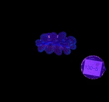 WYSIWYG Blue Tridacna Crocea Clam Live Saltwater Reef Coral