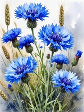 Tile Mural Blue Cornflowers Flowers Floral Kitchen Shower Wall Art Backsplash