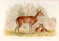 1896 1st Ed. Denton Original Antique Print ~ The Deer ~