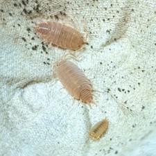 Porcellionides Pruinosus "Powder Orange" 10 ct isopods for sale 