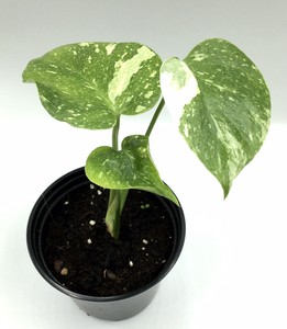 Extremely Rare Variegated Monstera Deliciosa Thai Constellation Baby Plant Pot Ebay