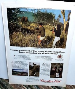 1971 Canadian Club Whisky Elephant Original Print Ad vintage 70s