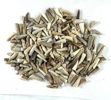 200 - 1" DEER ELK ANTLER TINE TIPS ARTS, CRAFTS JEWELRY, TOGGLES - Bag 1857