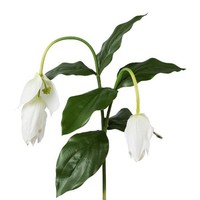 artplants Plastik Zweig Medinilla Truhan, Weiß, 80Cm