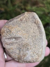 Partial Mosasaur Vertebrae Bones Cretaceous Dinosaur Fossil Ozan TX