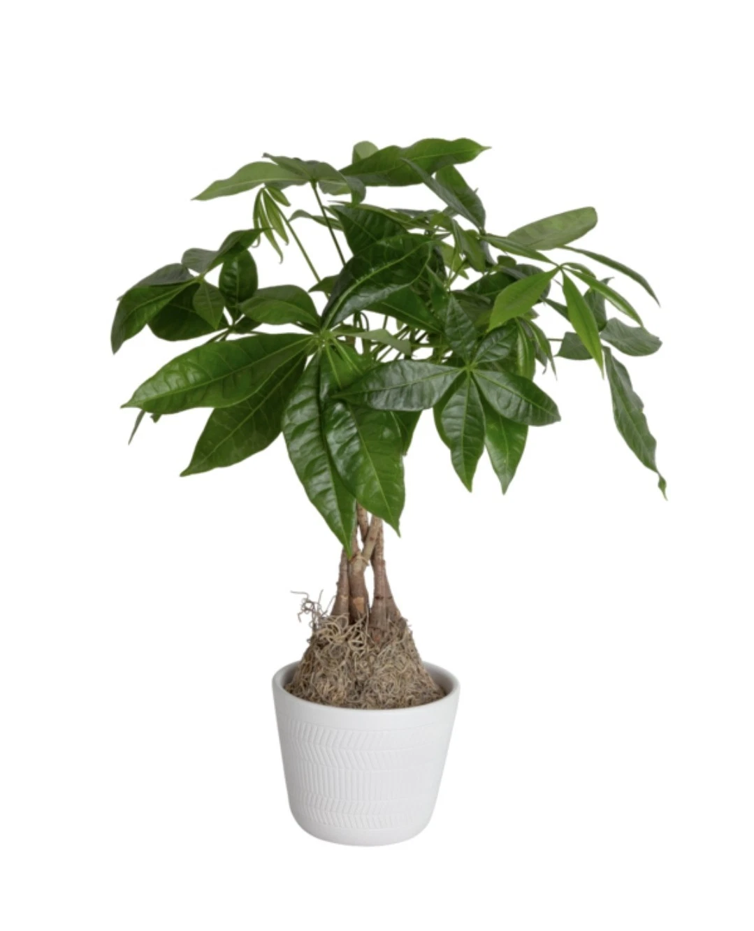 Beautiful Pachira Money Tree House Plant 6 In.
Opens in a new window or tab